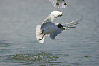 flying Black-headed Gulls