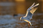 flying Black-headed Gull