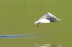 flying Black-headed Gull