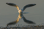 flying Black-headed Gull