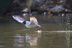 flying Black-headed Gull