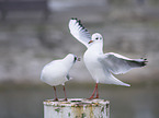 standing Black-headed Gulls