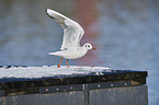 flying Black-headed Gull