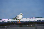 standing Black-headed Gull