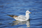 swimming Black-headed Gull