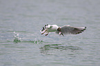 flying Black-headed Gull