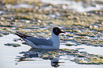 Black-headed Gull