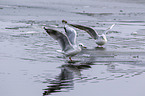 common black-headed gulls