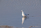 common black-headed gull