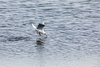 common black-headed gull