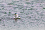 common black-headed gull