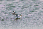 common black-headed gull