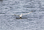 common black-headed gull