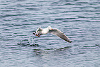 common black-headed gull