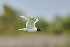 black-headed gull