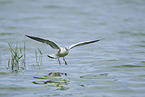 black-headed gull