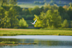 black-headed gull