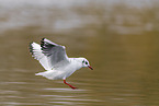 black-headed gull