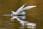 black-headed gull