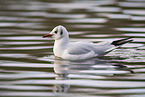 black-headed gull