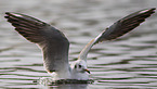 black-headed gull