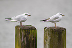 black-headed gull