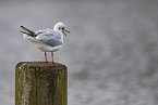 black-headed gull