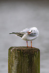 black-headed gull