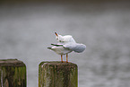 black-headed gull