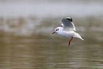 common black-headed gull