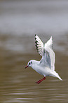 common black-headed gull