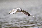 common black-headed gull