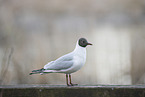 common black-headed gull