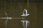 common black-headed gull