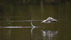 common black-headed gull