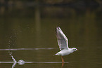 common black-headed gull