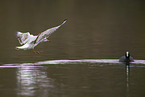 common black-headed gull