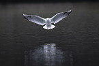 common black-headed gull