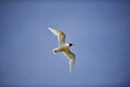 common black-headed gull