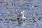 common black-headed gull