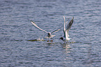 common black-headed gulls