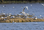 common black-headed gulls