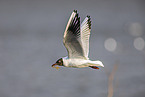 common black-headed gull