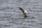 common black-headed gull