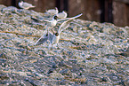 common black-headed gulls