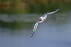 common black-headed gull