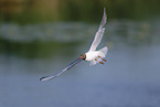 common black-headed gull