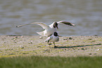 common black-headed gull