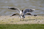 common black-headed gull