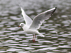 black-headed gull